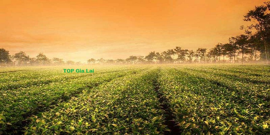 Khám Phá Biển Hồ Chè Gia Lai