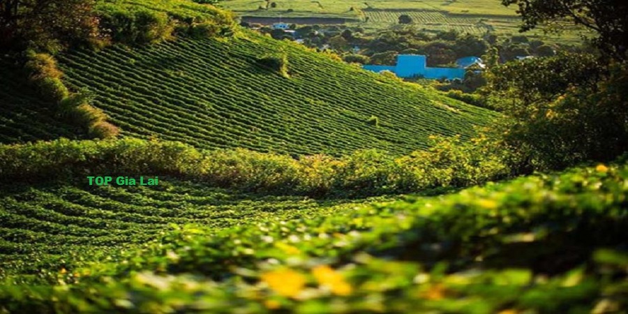 Khám Phá Biển Hồ Chè Gia Lai